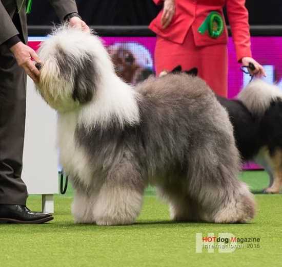 crufts 2015 2_1436187613.jpg